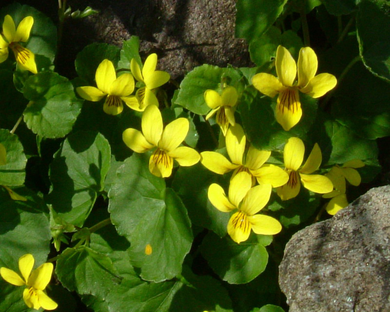 Viola biflora / Viola gialla